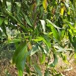 Acacia auriculiformis Habitatea