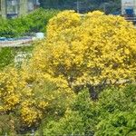 Handroanthus serratifolius Flower