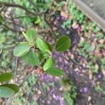 Rhododendron dauricum Leaf