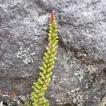 Polystichum orbiculatum Leaf