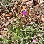 Centaurea paniculataVirág