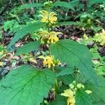 Lamium galeobdolonBlomma