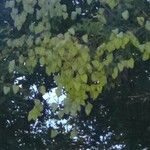 Koelreuteria paniculata Листок