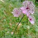 Astrantia majorFlower