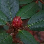 Rhododendron beanianum Flower