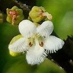 Myoporum boninense Blüte