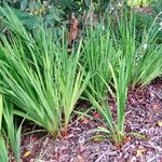 Gladiolus murielae Plante entière