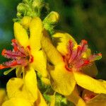 Verbascum nigrum Flor