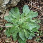 Arabis planisiliqua Habitus