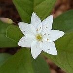 Lysimachia europaea Õis
