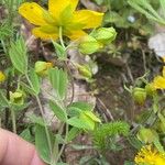 Hypericum cerastoides Blodyn