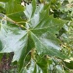 Platanus occidentalis Blad