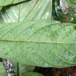 Antidesma laciniatum Лист
