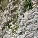 Saxifraga hostii Flower