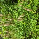 Sanguisorba dodecandra 花
