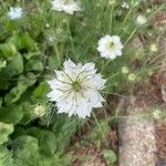 Nigella damascenaFlor