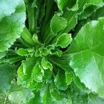 Campanula medium Leaf
