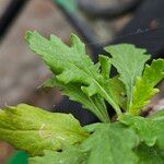 Senecio squalidus ഇല