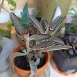 Kalanchoe tomentosaবাকল