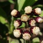 Psiadia anchusifolia Flower