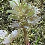 Levisticum officinale Blatt