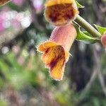 Digitalis obscura Flower