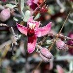 Krameria bicolor Flower