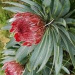 Protea roupelliae Flower