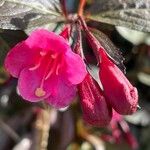 Weigela hortensis Flower