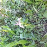 Serapias parviflora Λουλούδι