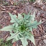 Lactuca floridana 葉