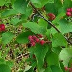 Amelanchier alnifolia Плід