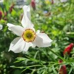 Narcissus poeticus Квітка