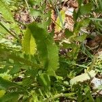 Senecio ampullaceus Leaf