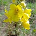 Verbascum phlomoides ᱵᱟᱦᱟ