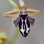 Ophrys cretica Blüte