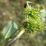 Medicago polymorpha Frukto
