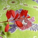 Salvia splendens 花