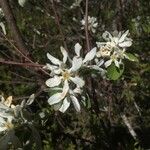 Amelanchier ovalisപുഷ്പം