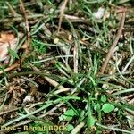 Littorella uniflora Celota