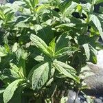 Mentha longifoliaبرگ