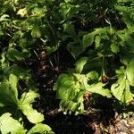 Trillium erectum Лист