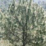 Pinus coulteri Hoja