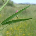 Lathyrus hirsutus Лист