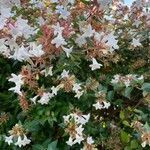 Abelia x grandiflora Blomst