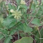 Acanthospermum australe Habit