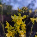 Cyrtopodium andersonii Flower