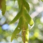 Oberonia disticha Yaprak