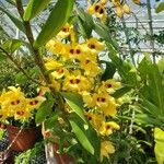 Dendrobium pulchellum Habit