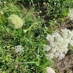 Daucus pusillus Folha